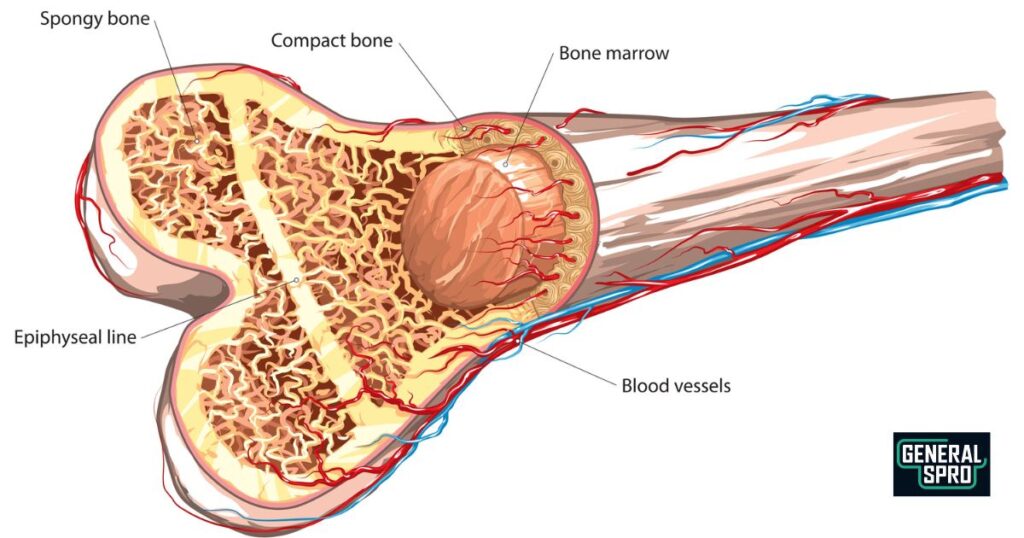 Bone Density and Mineral Absorption